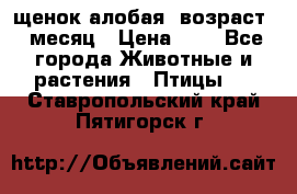 щенок алобая .возраст 1 месяц › Цена ­ 7 - Все города Животные и растения » Птицы   . Ставропольский край,Пятигорск г.